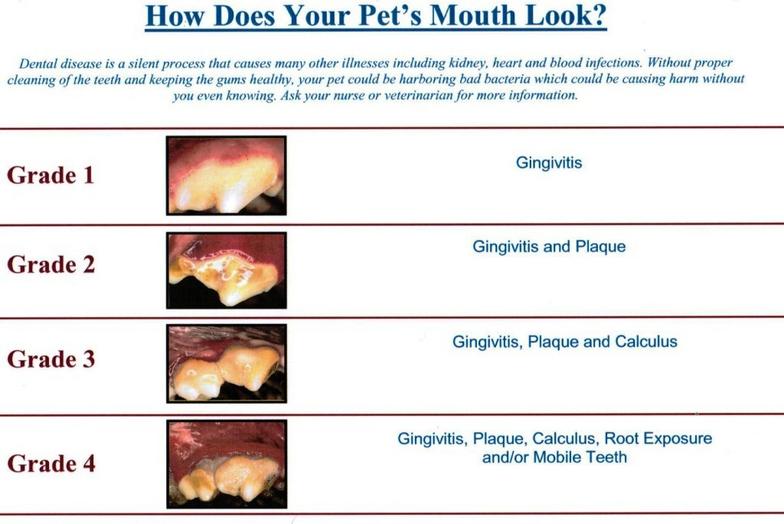 Veterinary Dental Grading Chart